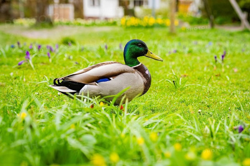 Close-up of a duck in a meadow in spring surrounded by yellow and purple flowers, Isny, Allgäu, Bavaria, Germany
