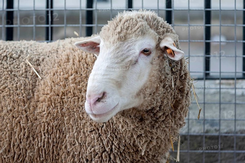 A sheep with thick wool stands in front of a mesh fence and looks to the side, Sineu cattle market, Majorca, Balearic Islands, Spain