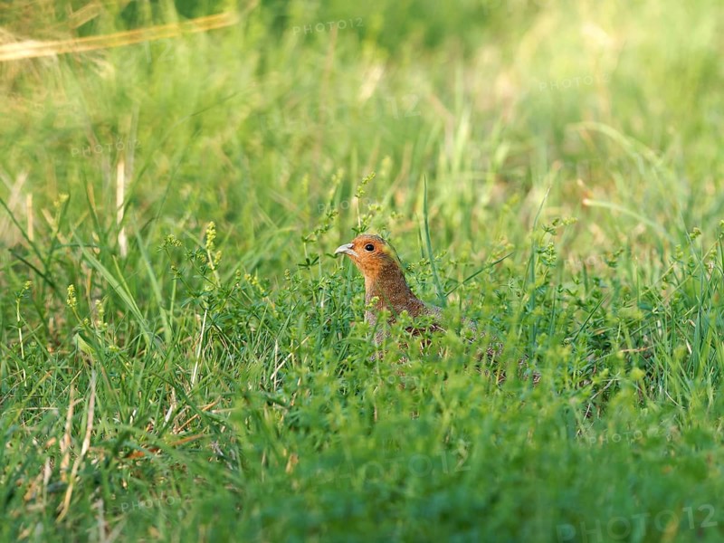 A partridge (Perdix perdix) hides in a meadow, Solms, Hesse, Germany