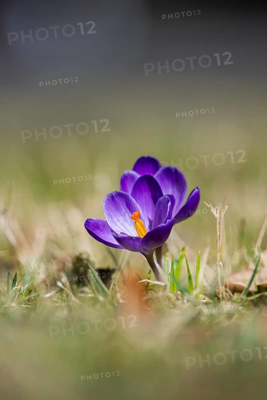 Flowering crocuses (Crocus) in the garden in springtime on a sunny day, Bavaria, Germany