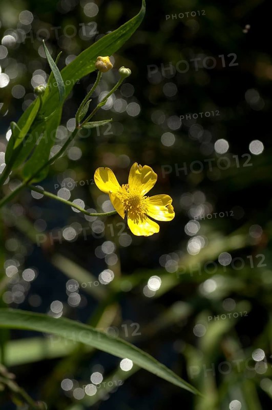 Large buttercup, buttercup family, ranunculaceae, ranunculus lingua, tongue buttercup, flora, great spearwort, greater spearwort, high size, portrait format, plants, tongue-leaved crowfoot, water buttercup