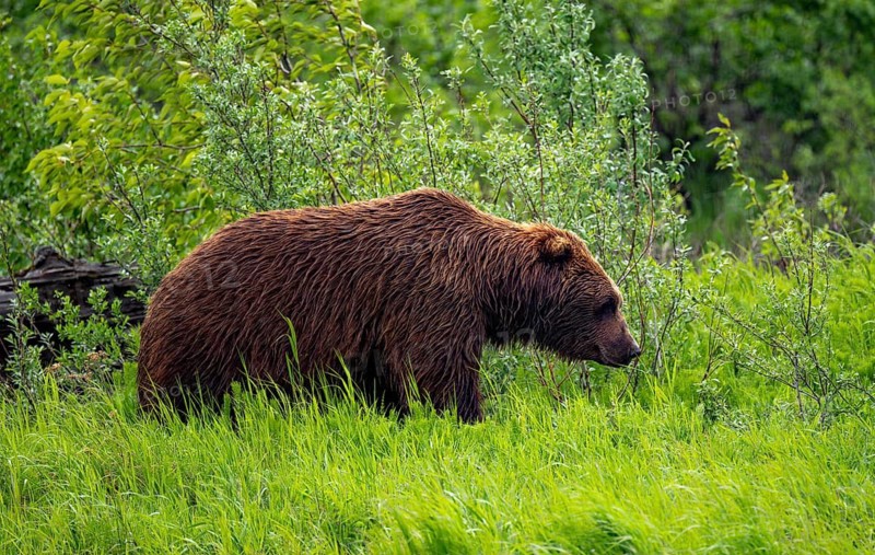 Brown bear (Ursus arctos) in the grass in spring, Alaska, USA