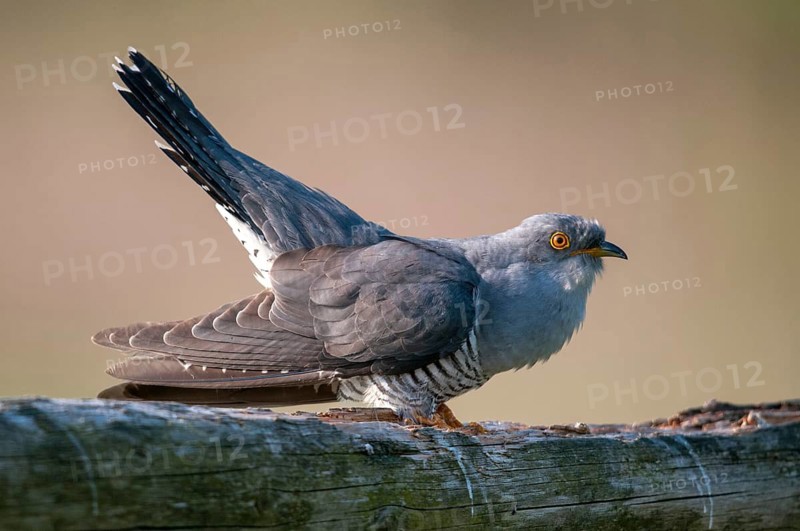 Cuckoo, cuculus canorus, cuckoo, birds, birds