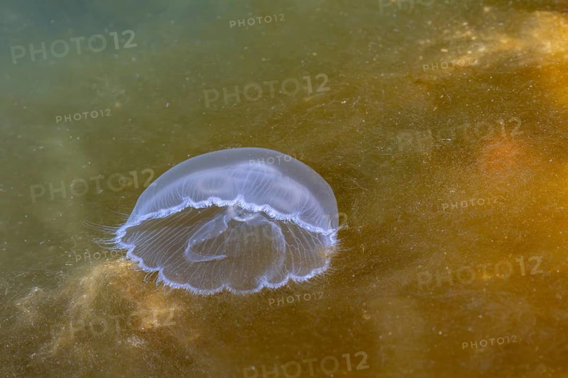 A box jellyfish (Aurelia aurita) between brown algae, cnidarian, Baltic Sea, April, Denmark