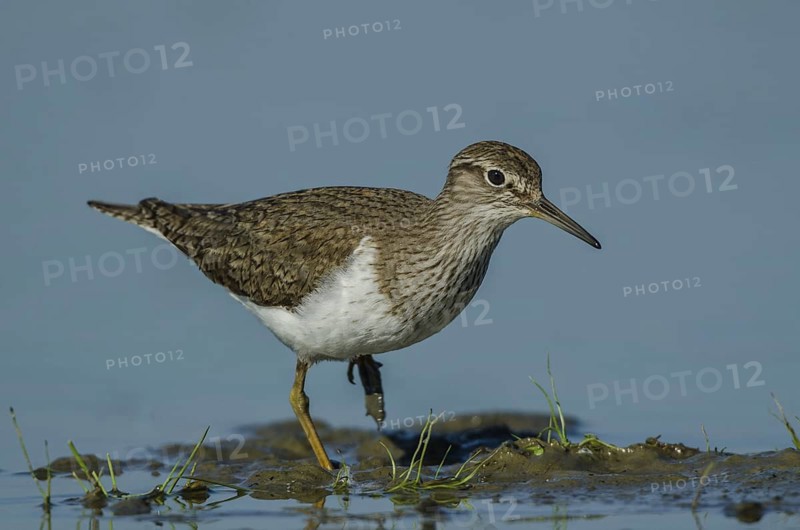 Common Sandpiper (Actitis hypoleucos), Schleswig-Holstein, Germany
