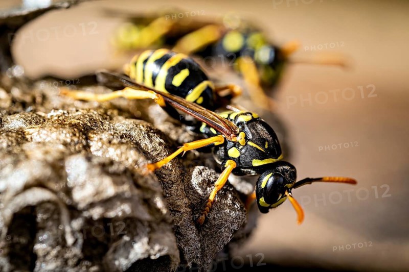 Close-up of a wasp at a nest, with delicate details and colours, field wasps on their abandoned nest near Herleshausen, Germany (Polistinae)