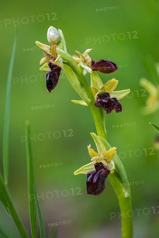 Ophrys sphegodes, orchidaceae, orchids, orchid plants, spider ragwort, early spider orchid, flora, high size, portrait format, plants