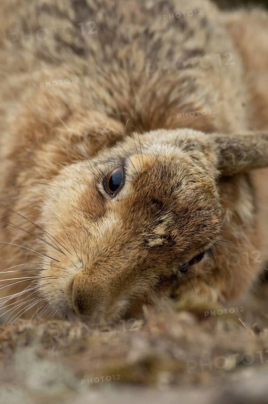 European brown hare (Lepus europaeus) adult animal head portrait, England, United Kingdom