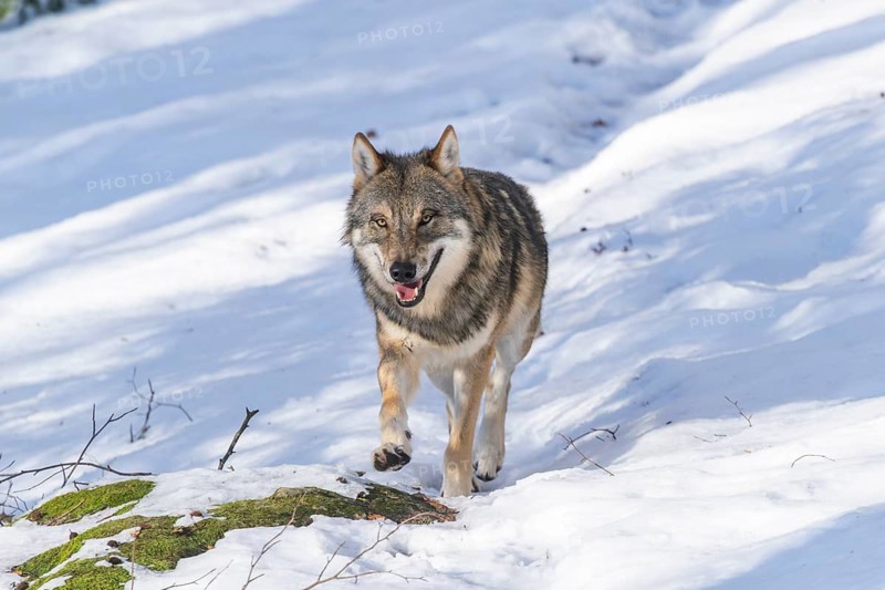 European gray wolf (Canis lupus lupus) walking in a forest in winter, snow, Bavaria, Germany