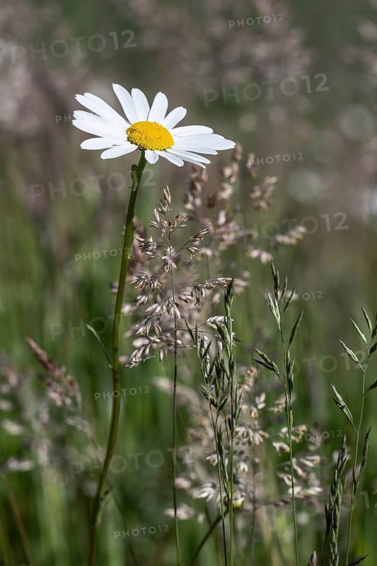 Daisy (Leucanthemum vulgare), Emsland, Lower Saxony, Germany