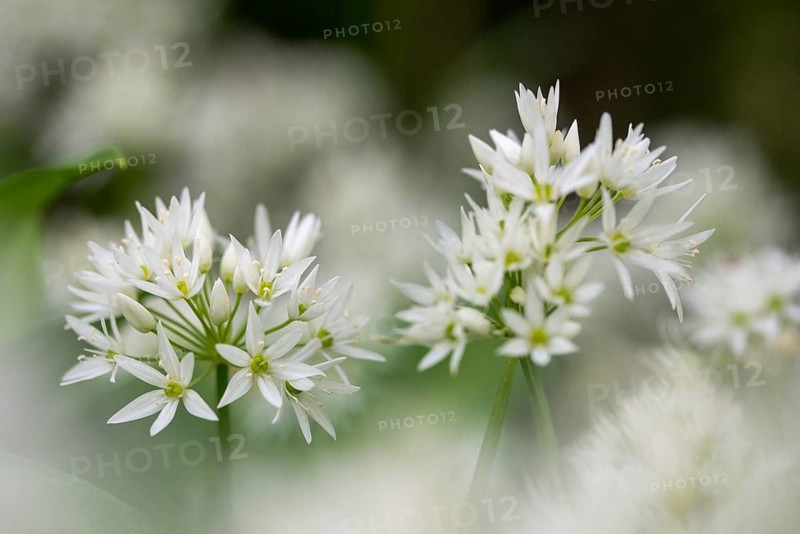 Alliaceae, Allium ursinum, wild garlic, garlic spinach, leeks, leeks, ramsen garlic, wild herre, wild garlic, gypsy garlic, buckrams, flora, plants, plants, Ramsons, wild garlic