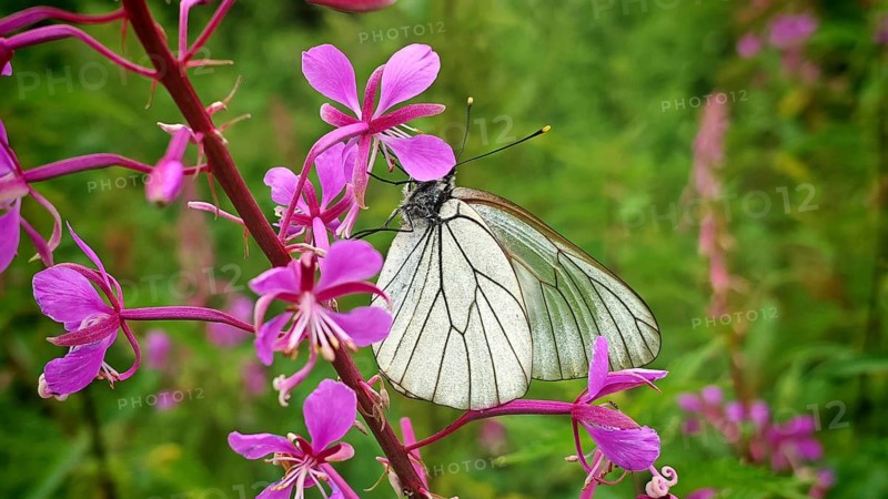A close-up of a white butterfly, the black-veined white (Aporia crataegi), perched on a pink flower in green surroundings, Frankenwald nature park Park, Upper Franconia