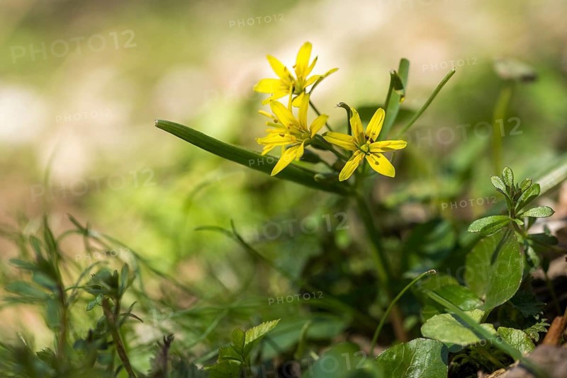 Gagea lutea, common yellow star, liliaceae, lily family, forest yellow star, yellow star of Bethlehem, flora, plants, plants