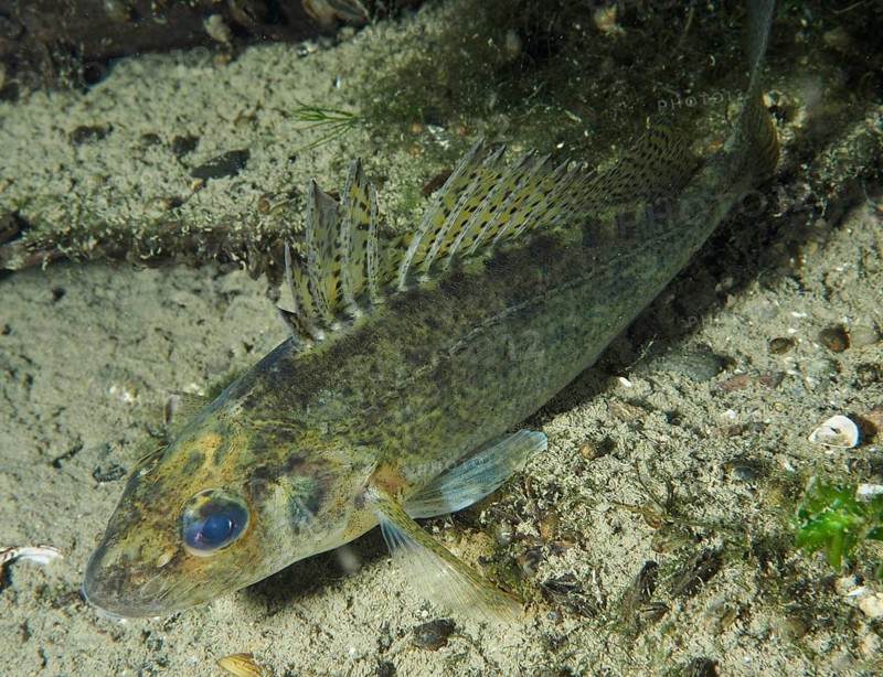 Largemouth bass (Gymnocephalus cernua) with prominent fins on sandy substrate under water, dive site Zollbrücke, Rheinau, Canton Zurich, Rhine, High Rhine, Switzerland, Jestetten, Germany