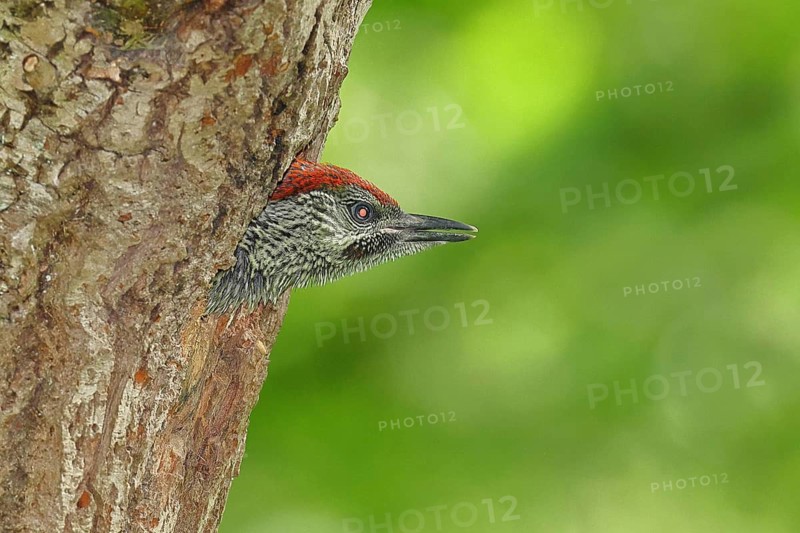 A young green woodpecker (Picus viridis) peering out of its nesting cavity in an old oak tree, wildlife, woodpeckers, green woodpecker, nature photography, spring, Wilnsdorf, North Rhine-Westphalia, Germany