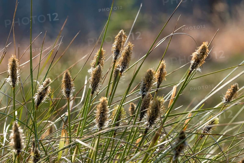 Cyperaceae, Eriophorum vaginatum, bog grass, sourgrass, sheath cotton grass, sheath cotton grass, blossom, flora, hare's-tail cottongrass, marsh, bog, plants, plants, sheathed cottonsedge, tussock cottongrass, cotton grass