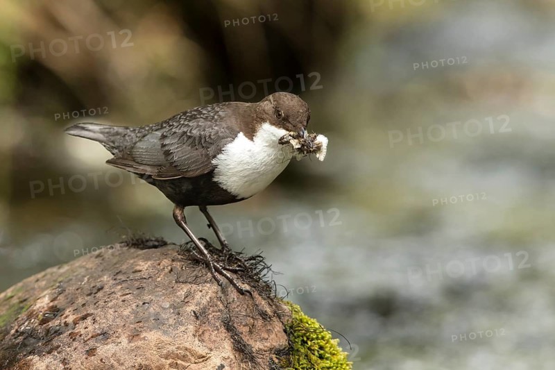 White-throated Dipper (Cinclus cinclus cinclus) with insects in its beak, Dalarna, Sweden