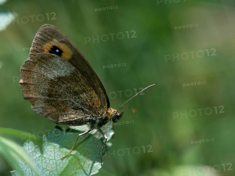 Erebia aethiops, grey-coined moth, scotch argus, dry turf forest moth, forest moth, forest moth, forest devil, butterfly, insects, butterfly, butterflies, butterflies