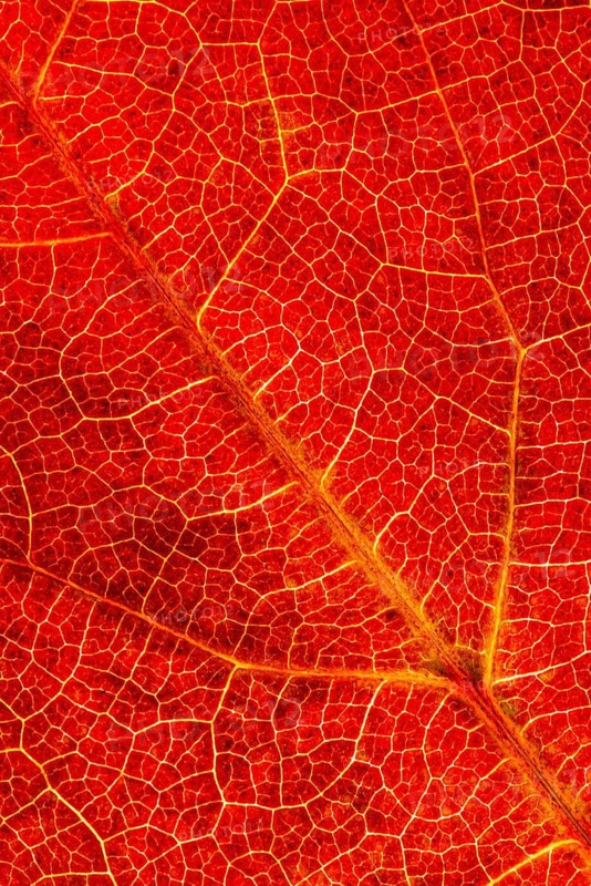 Structure of an autumn-colored leaf, foliage, tree, Vechta, Lower Saxony, Germany