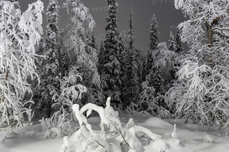 Deep snow-covered forest at night, Gällivare, Norrbotten, Lapland, Sweden, December 2020