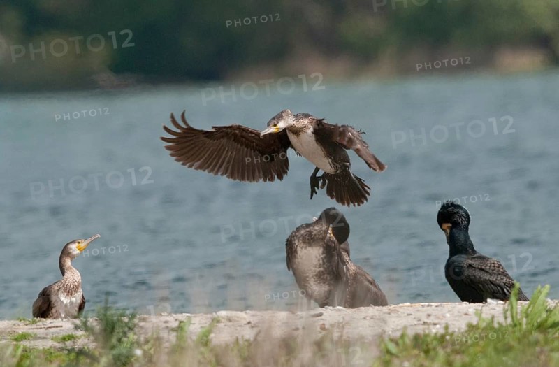 Black shag, cormorant, phalacrocorax carbo, birds, pelecaniforms, ropedes, birds, waterbirds, waterbirds