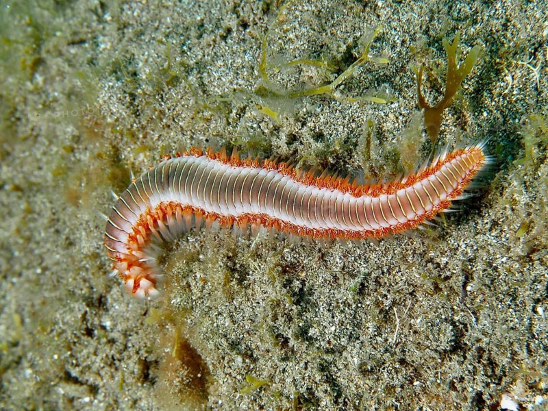 A wriggling bristle worm, the fire bristle worm (Hermodice carunculata), on a sandy seabed, at the El Cabron Marine Reserve dive site, Arinaga, Gran Canaria, Spain, Europe, Atlantic Ocean