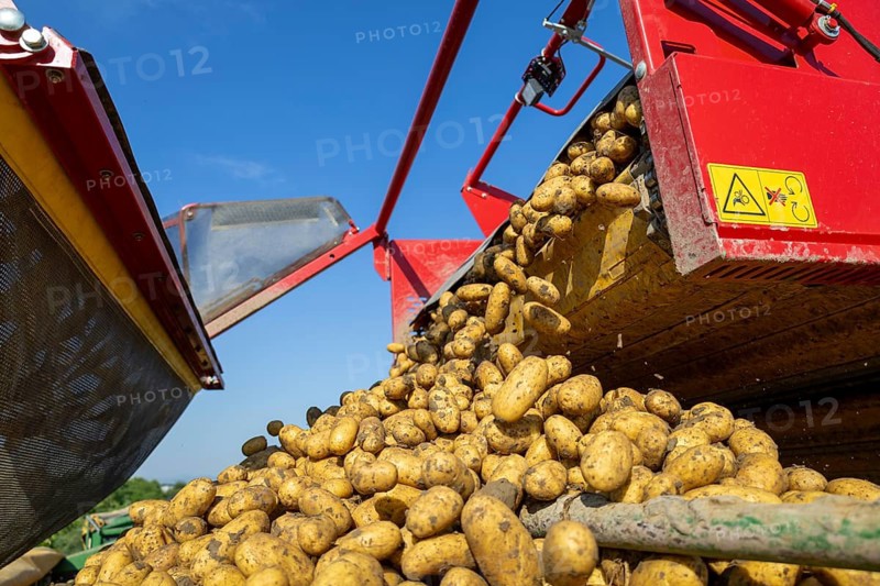 Potato harvesting by Elodie Früh-Kartoffeln im Rhein-Pfalz-Kreis
