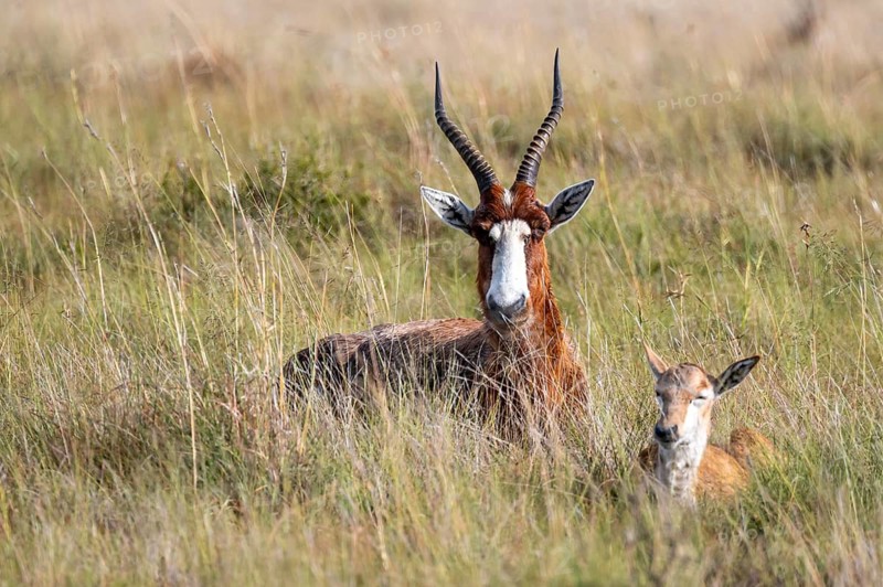Blessbuck (Damaliscus pygargus phillipsi), adult with juvenile, Mountain Zebra National Park, Eastern Cape, South Africa
