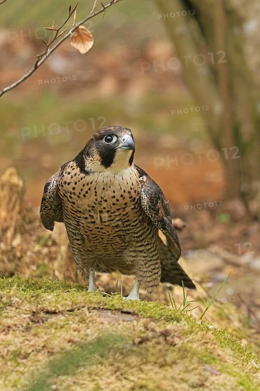 Peregrine Falcon (Falco peregrinus), Neuschönau, Bavaria, Germany, Captive