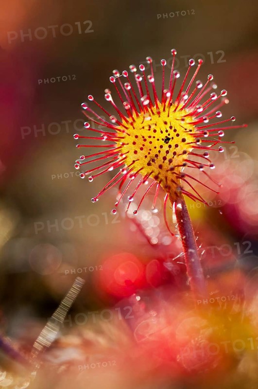 Brosswort, Bullwort, Drosera rotundifolia, Droseraceae, Lord's Spoon, Sky Spoon, Sky Dew, Roundleaf Sundew, Sundew, Common Sundew, Flora, High Size, Portrait, Plants, Round-Leaved Sundew, Roundleaf Sundew, Sundew