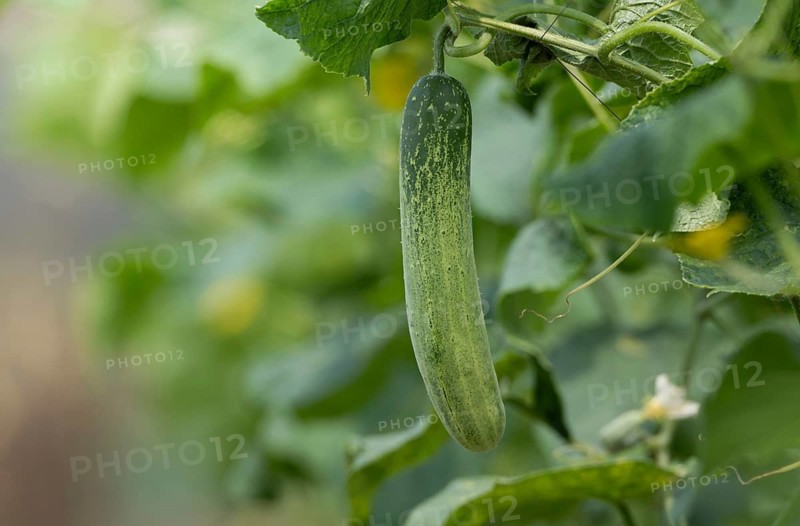 Fresh green cucumber (Cucumis sativus) growing on a vine, Sreepur, Gazipur, Bangladesh