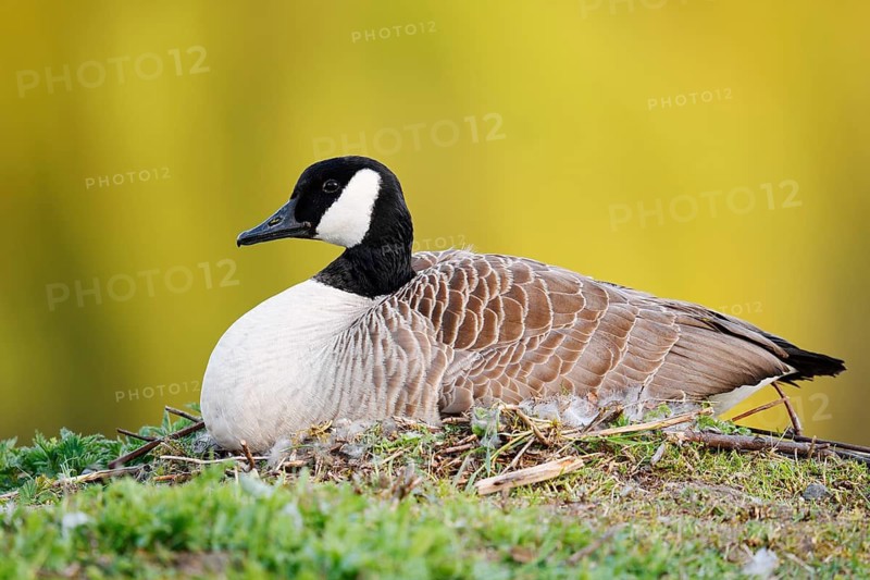 Canada goose (Branta canadensis) sitting brooding on the nest, North Rhine-Westphalia, Germany