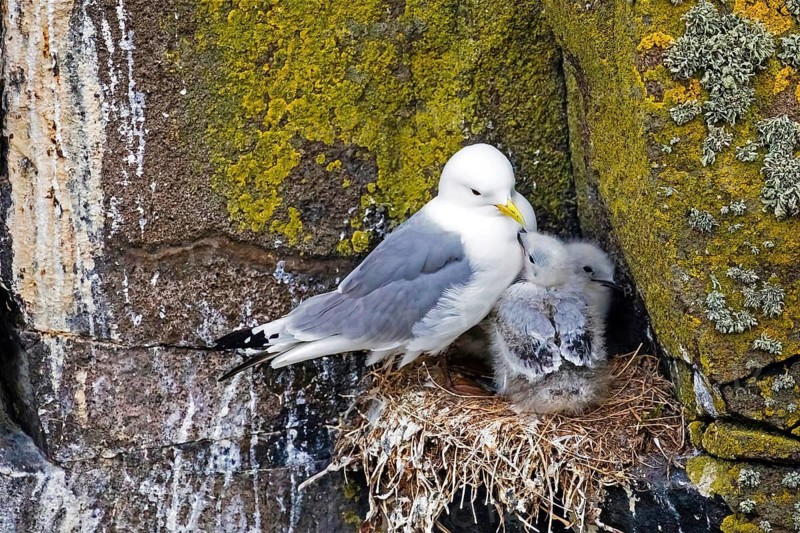 Animals, birds, gulls, a three-toed gull with chicks at its nest on a cliff face (Rissa tridactyla), Isle of May, Scotland, United Kingdom
