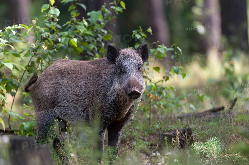 Artiodactyla, even-toed ungulate, cloven-hoofed, wild boar, wild boar, mammals, mammals