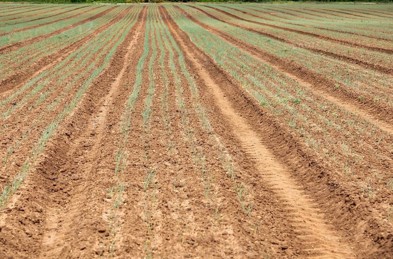 Lines of onion plant seedlings growing in field rows, Sutton, Suffolk, England, UK