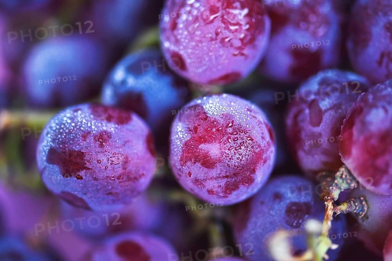Close up of dewy red grapes