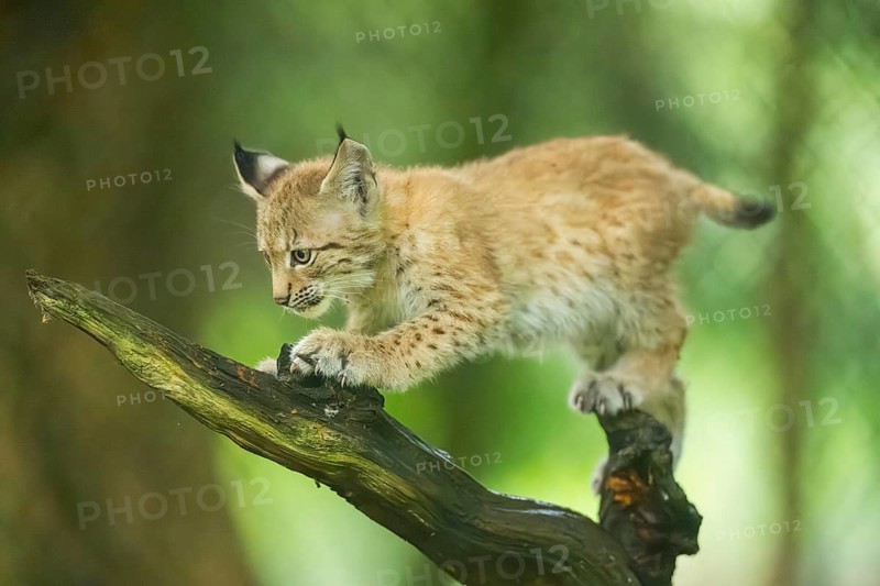 Eurasian lynx (Lynx lynx) youngster (cub) climbing on an old wrotten root in a forest, Bavaria, Germany