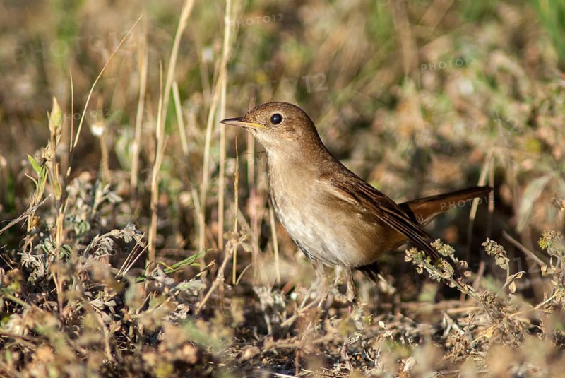 Luscinia Luscinia, sprouts, thrush nightingale, birds, Bulgaria, passeri, songbirds, birds