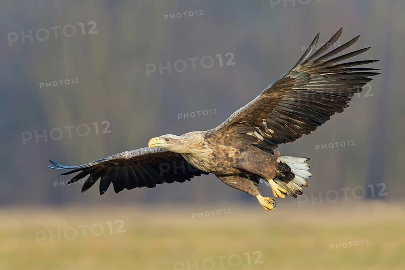 White-tailed eagle, hawk family, animals, birds, birds of prey, (Haliaeetus albicilla), biotope, habitat, foraging, centrapoles, Kutno, Lodz, Poland