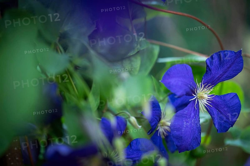 Purple clematis, family Ranunculaceae, Chelsea Physic Garden, historic botanical garden, the oldest botanical garden in London, founded in 1673 by the Worshipful Society of Apothecaries, Chelsea, England, United Kingdom