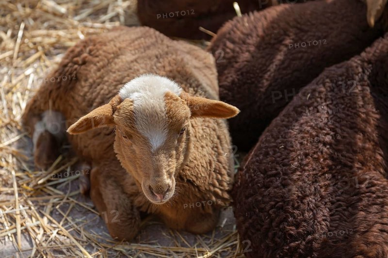 Lamb of the Red Mallorcan sheep breed (Catalan: Ovella Roja Mallorquina), an endangered native breed, Sineu livestock market, Majorca, Balearic Islands, Spain