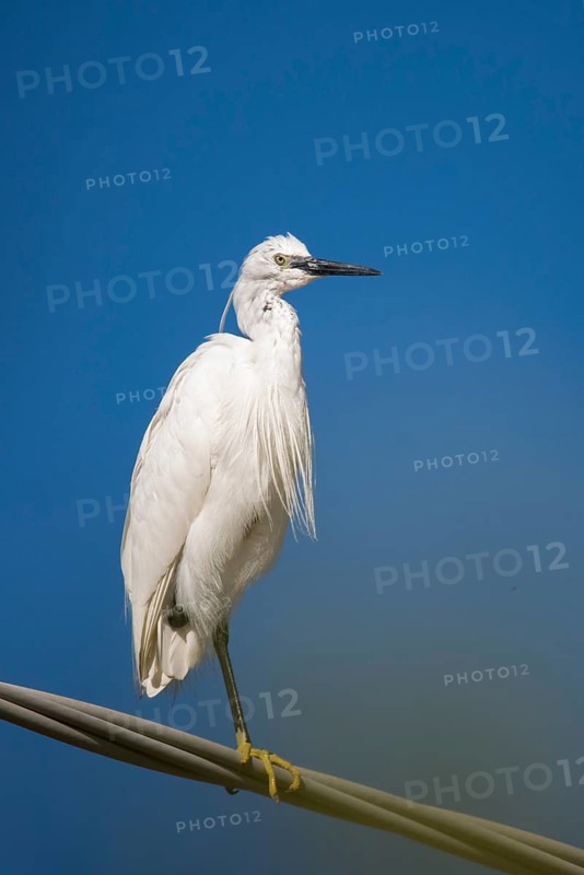 Egretta Garzetta, Granelli, Italy, Little Egret, Pantani Cuba and Longarini, Little Egret, Migratory Bird Sanctuary, Pantani Cuba & Longarini Migratory Bird Sanctuary, Birds, Ciconiiformes, High Size, Portrait, Italy, Walking Birds, Sicily, Foundation for Biodiversity, Stork Birds, Birds