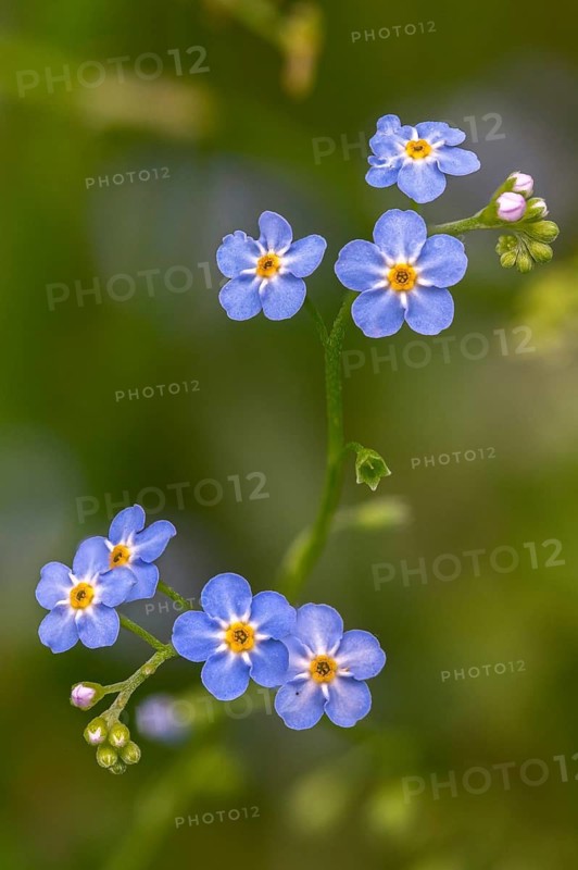 Boraginaceae, borage family, myosotis scorpioides, broadleaf family, swamp forget-me-not, flora, high size, portrait format, plants, true forget-me-not, water forget-me-not