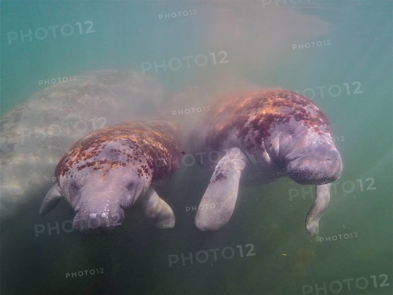 Two manatees, round-tailed manatees (Trichechus manatus), juveniles, swimming side by side in murky water in the Crystal River, Florida, USA