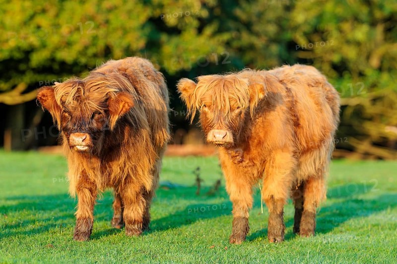 Early one sunny morning, two Highland calves (Bos primigenius taurus) stand side by side a green pasture at the edge of the forest. Bavaria, Germany