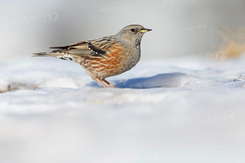 Alpenbraunelle, Alpine Accentor, Prunella collaris, Accenteur alpin, Acentor Alpino