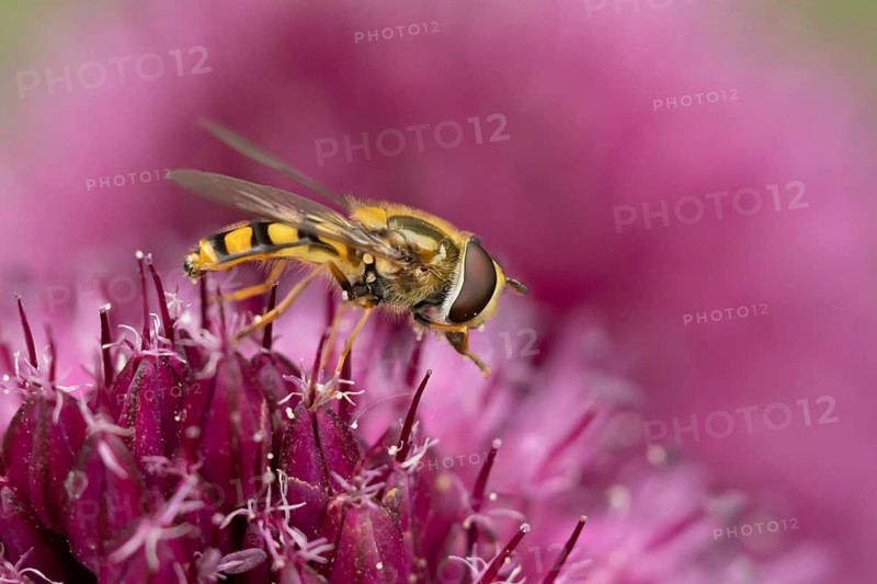 Common hoverfly (Eupeodes corollae) adult insect feeding on a garden Allium flower in summer, Suffolk, England, United Kingdom