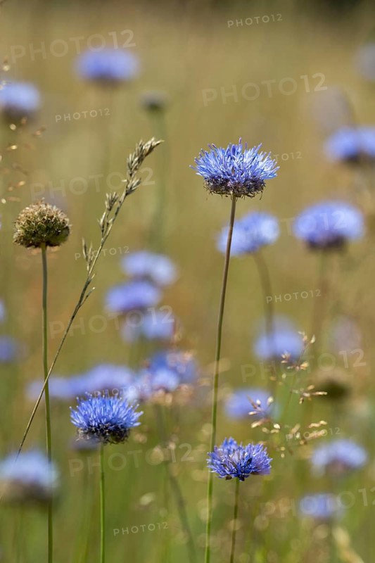 Mountain sandrapunzel, mountain clove, mountain sandbell, campanulaceae, bellflower, jasione montana, sand knobs, sheep scabiosis, blue bonnets, blue buttons, blue daisy, flora, high size, portrait format, iron flower, plants, plants, sheep's-bit
