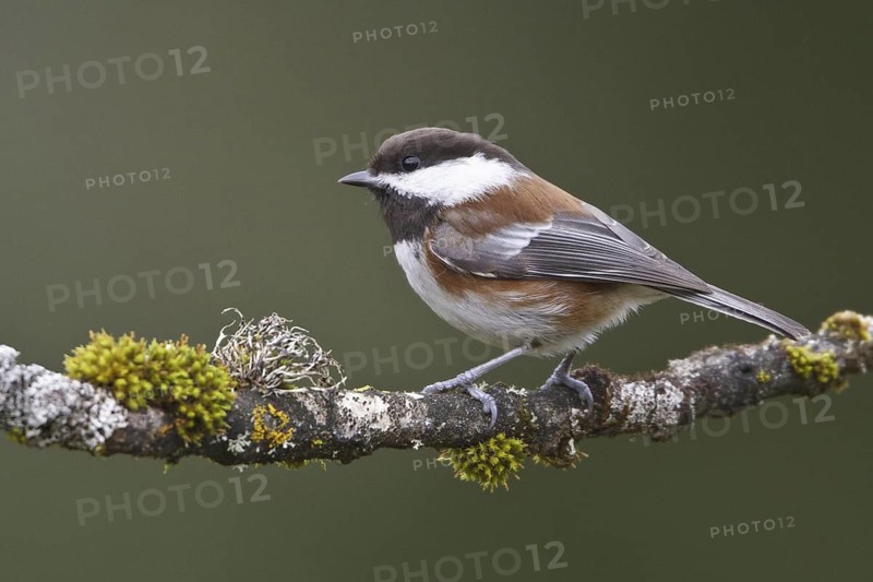 Chestnut-backed Chickadee (Poecile rufescens), British Columbia, Canada