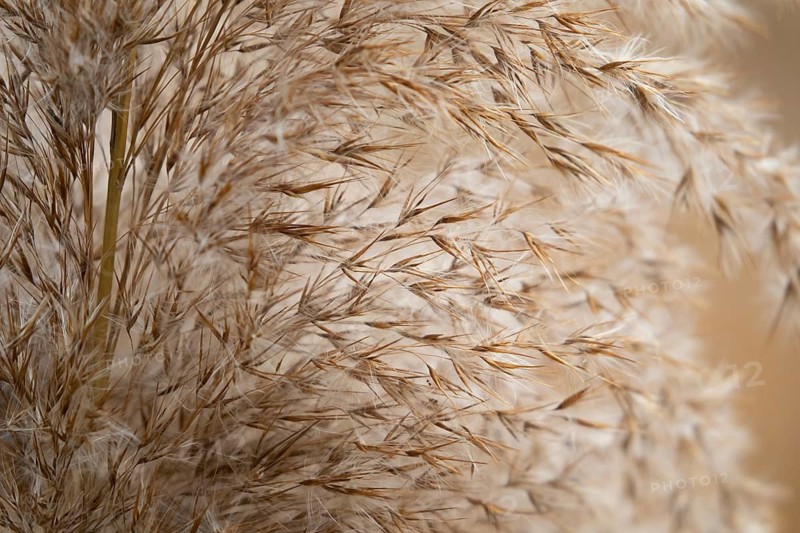 Common reed (Phragmites australis) close up of a seed head, Suffolk, England, United Kingdom